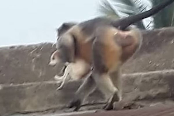 Nửa đêm bố giấu con trai đem vứt chó cưng, cảnh tượng hôm sau khiến ông bố ân hận bật khóc-5