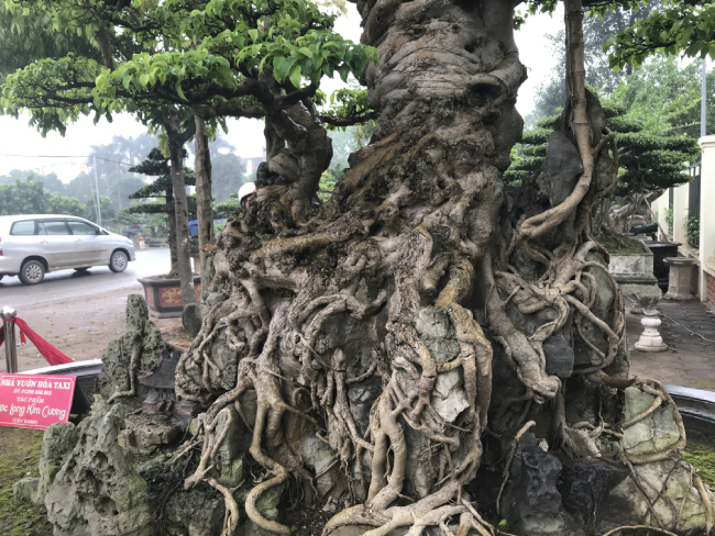 Sau giấc mơ lạ, người đàn ông tìm được cây sanh cổ 10 tỷ, dáng Long độc nhất nhì Việt Nam-6
