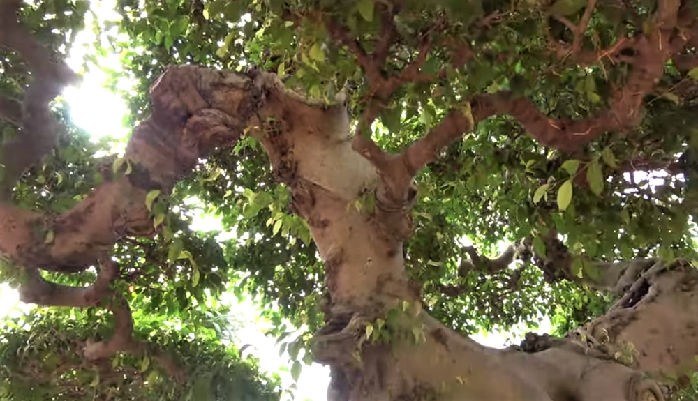 Sau giấc mơ lạ, người đàn ông tìm được cây sanh cổ 10 tỷ, dáng Long độc nhất nhì Việt Nam-4