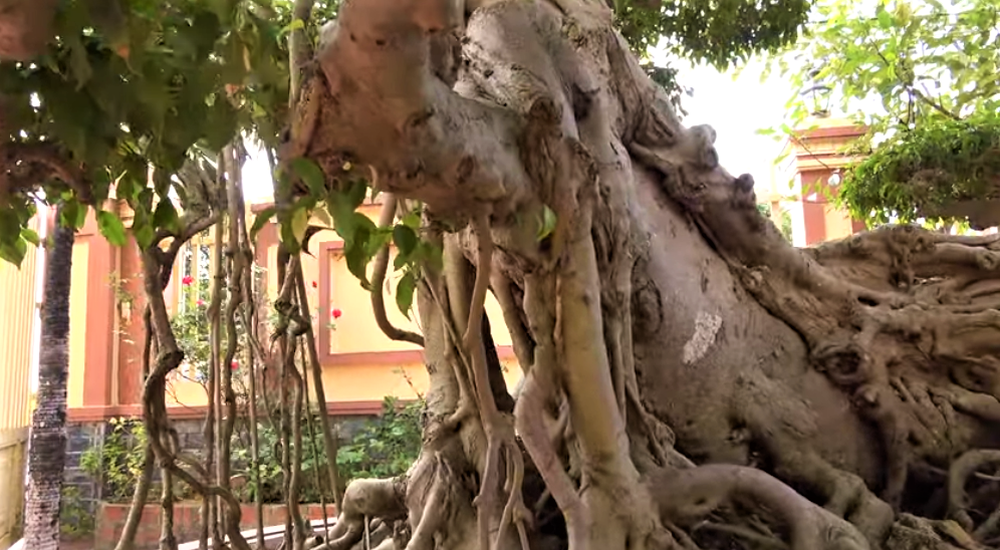 Sau giấc mơ lạ, người đàn ông tìm được cây sanh cổ 10 tỷ, dáng Long độc nhất nhì Việt Nam-5