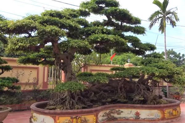 Một thanh niên trẻ bỏ 35 tỷ mua cây sanh cổ, dân mạng thốt lên giá trị thật ở chỗ nào?-4