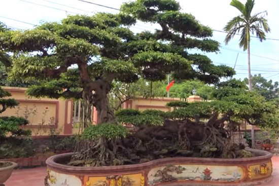 Sau giấc mơ lạ, người đàn ông tìm được cây sanh cổ 10 tỷ, dáng Long độc nhất nhì Việt Nam