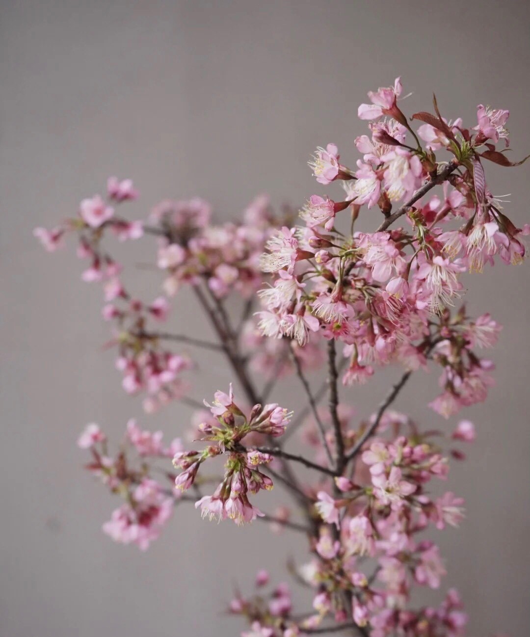 Chị em đổi gió đón Tết dương cùng hoa anh đào nhập khẩu vừa xinh vừa độc mà còn đón lộc đầy nhà-1