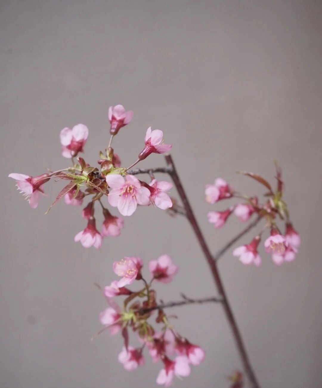 Chị em đổi gió đón Tết dương cùng hoa anh đào nhập khẩu vừa xinh vừa độc mà còn đón lộc đầy nhà-2