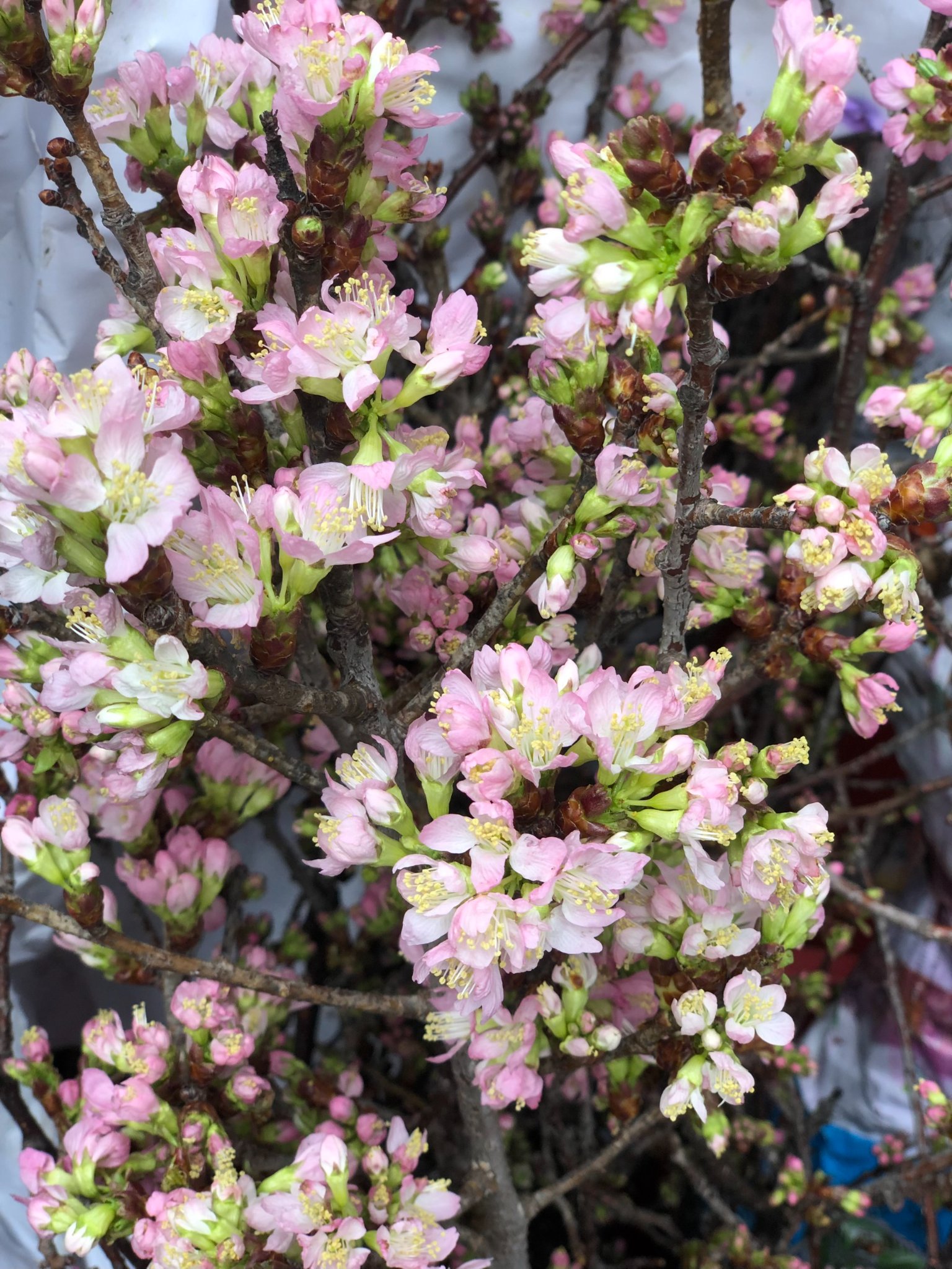 Chị em đổi gió đón Tết dương cùng hoa anh đào nhập khẩu vừa xinh vừa độc mà còn đón lộc đầy nhà-4