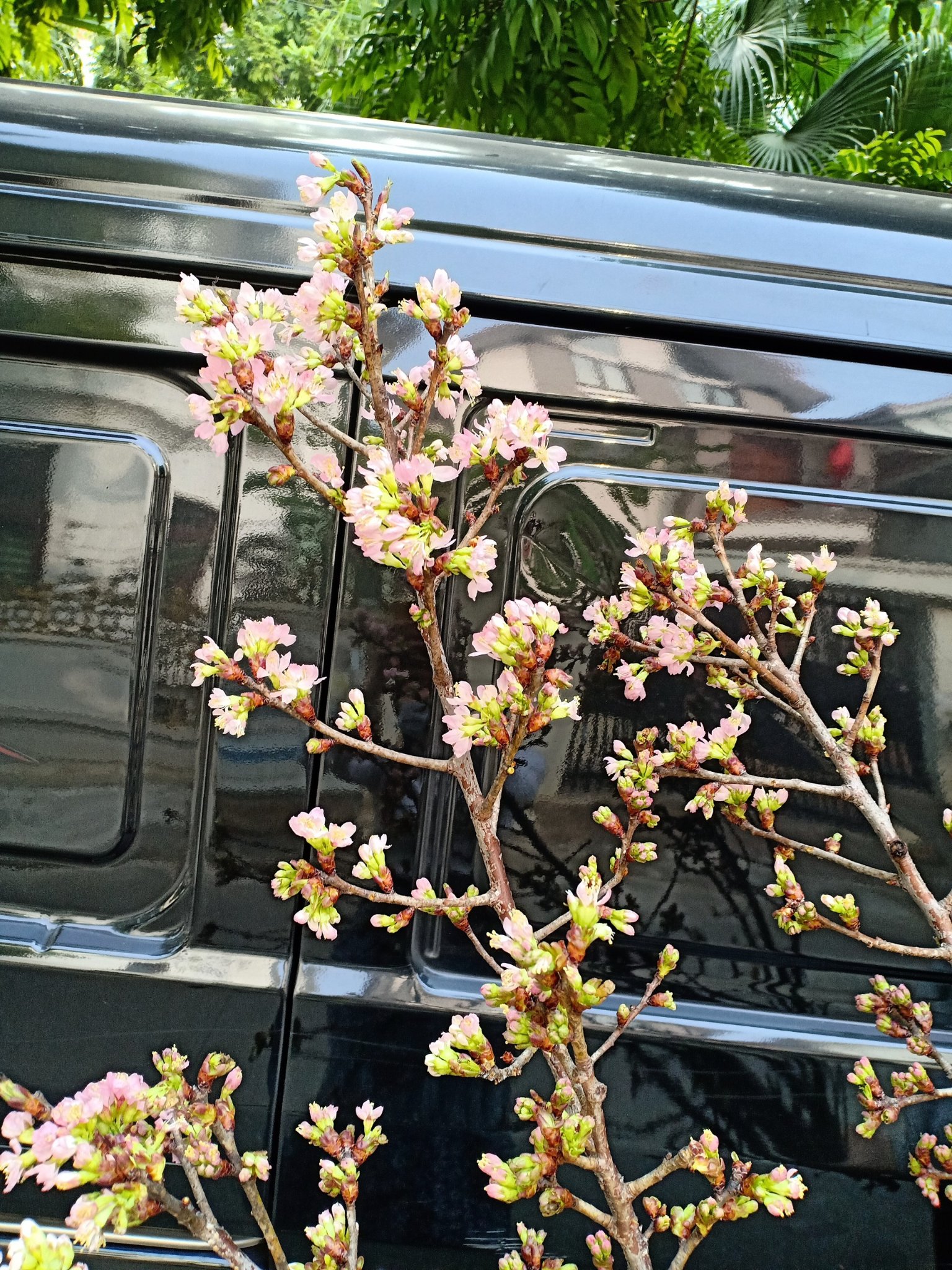 Chị em đổi gió đón Tết dương cùng hoa anh đào nhập khẩu vừa xinh vừa độc mà còn đón lộc đầy nhà-3