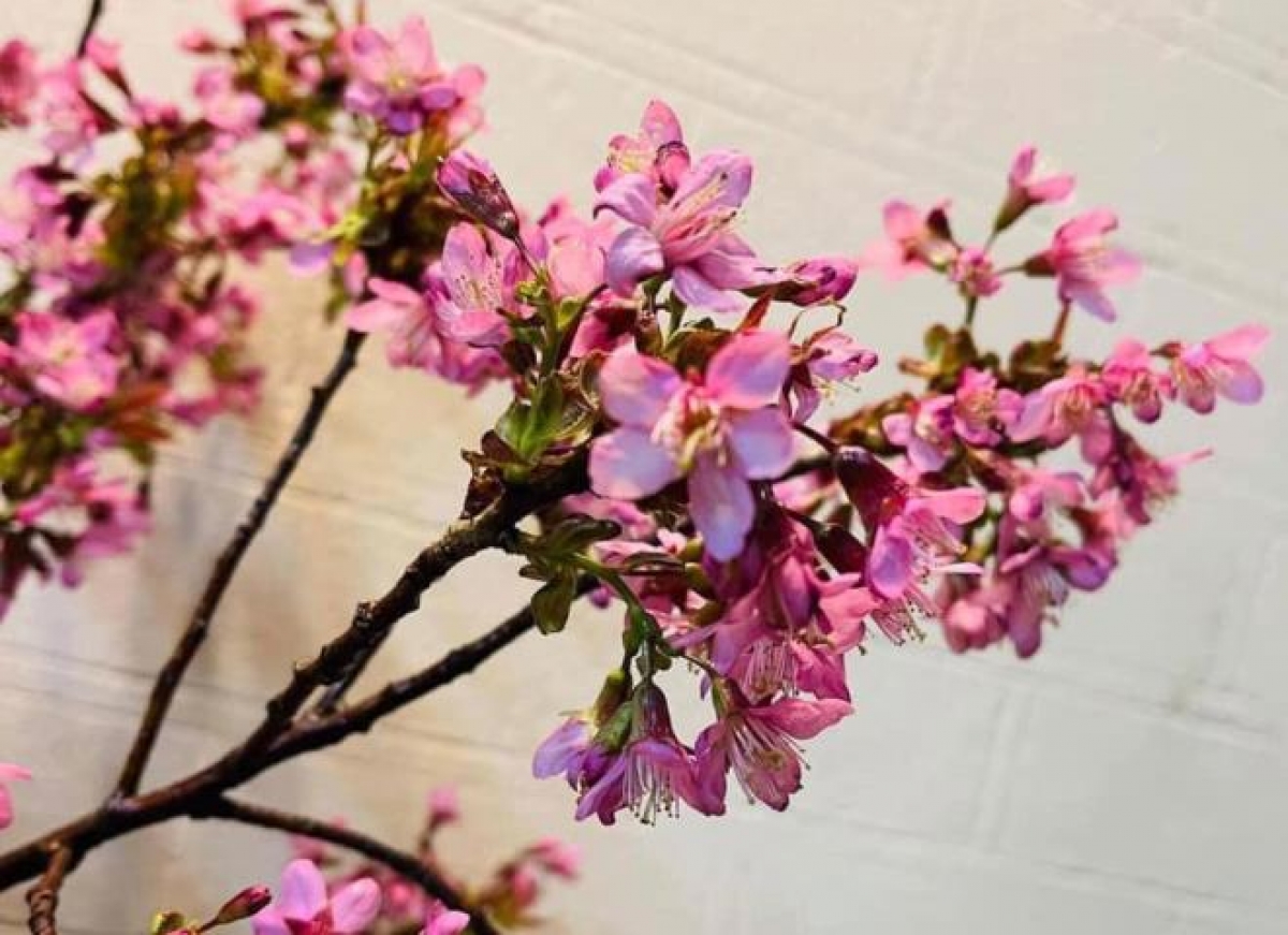 Chị em đổi gió đón Tết dương cùng hoa anh đào nhập khẩu vừa xinh vừa độc mà còn đón lộc đầy nhà-5