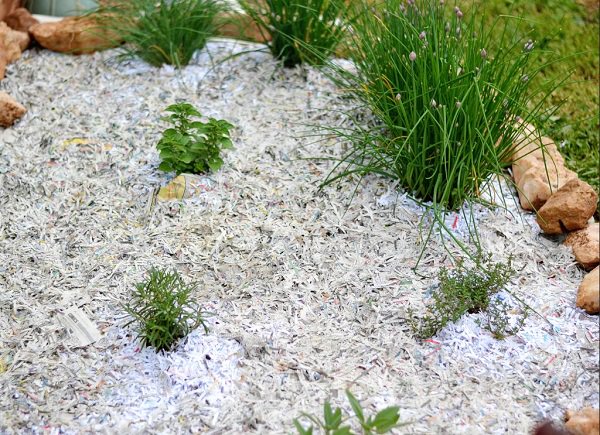 Bất ngờ chưa khi giấy vụn cũng có thể giúp vườn cây của bạn xanh mướt-3