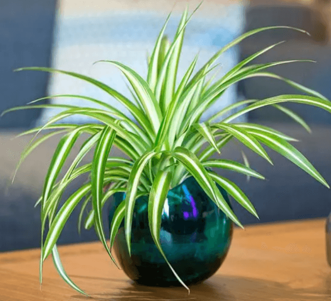 5 cây cảnh có tác dụng lọc khí lại mang may mắn, tài vận cho gia chủ trong năm 2022-2