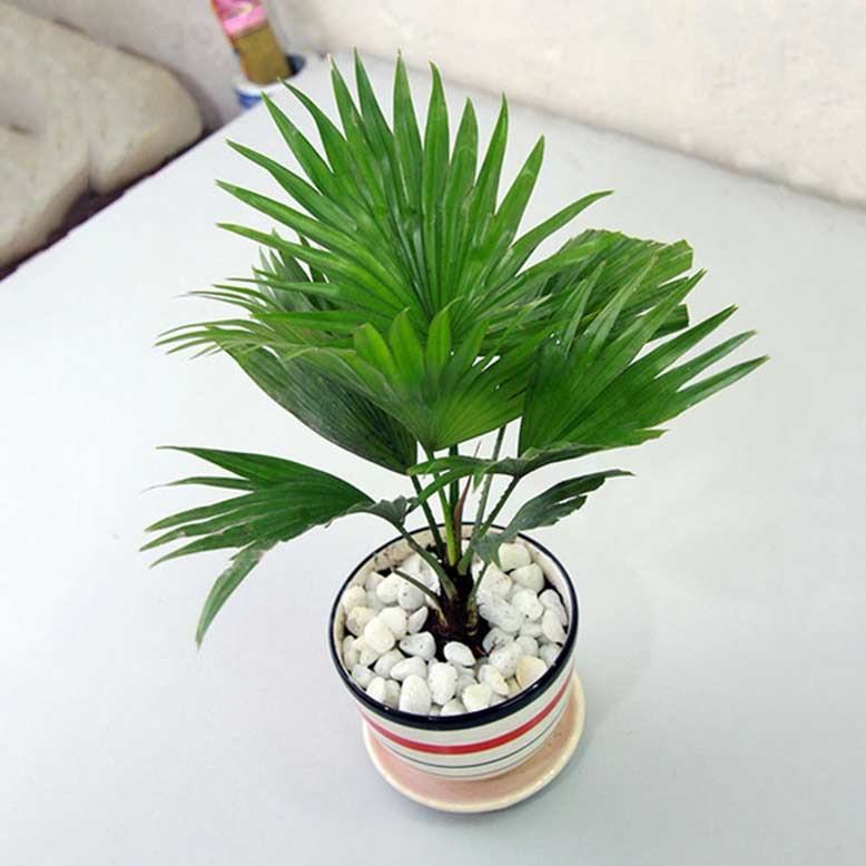 5 cây cảnh có tác dụng lọc khí lại mang may mắn, tài vận cho gia chủ trong năm 2022-3