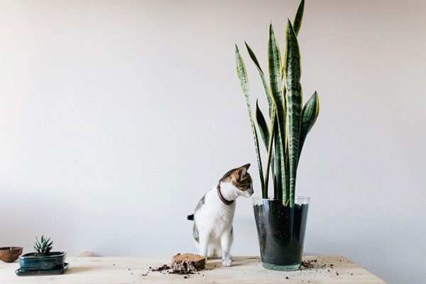 3 cây cảnh rất hiếm nở hoa, nếu nở hoa chứng tỏ điềm lành sắp kéo đến nhà-4