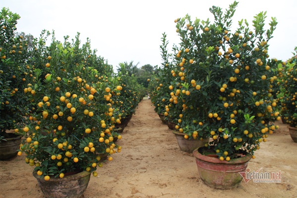 Vườn cảnh nổi tiếng vàng rực, lo trắng tay trăm triệu, mất Tết-2