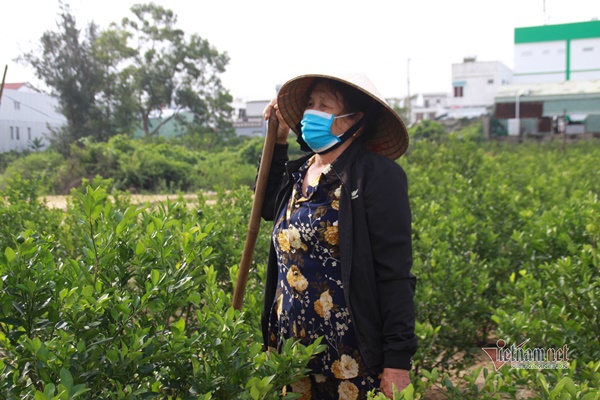 Vườn cảnh nổi tiếng vàng rực, lo trắng tay trăm triệu, mất Tết-3