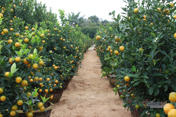 Vườn cảnh nổi tiếng vàng rực, lo trắng tay trăm triệu, mất Tết-5