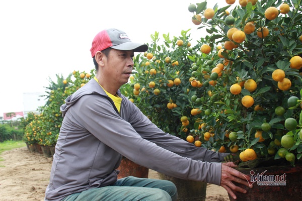 Vườn cảnh nổi tiếng vàng rực, lo trắng tay trăm triệu, mất Tết-6