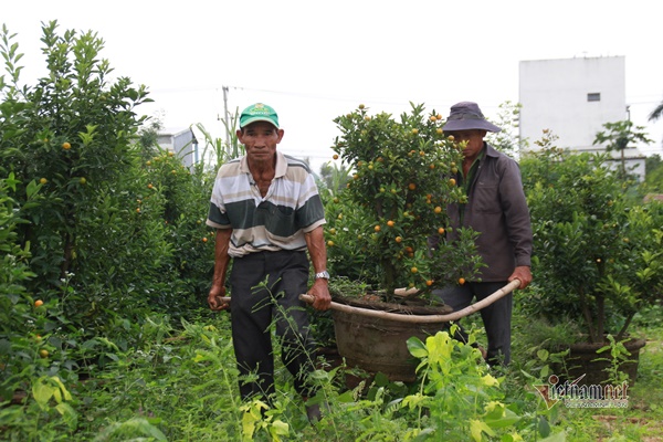 Vườn cảnh nổi tiếng vàng rực, lo trắng tay trăm triệu, mất Tết-7