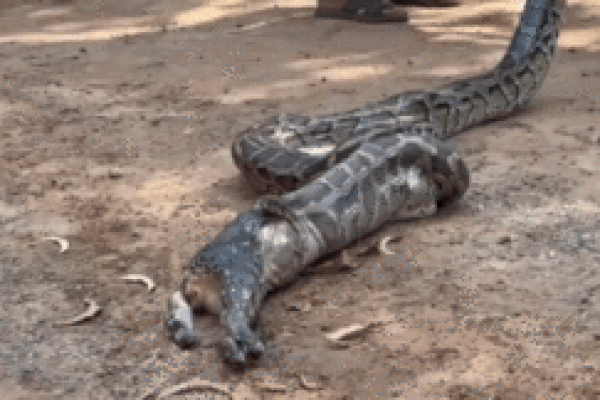 Trăn 'khổng lồ' bị bắt nôn ra mèo cưng