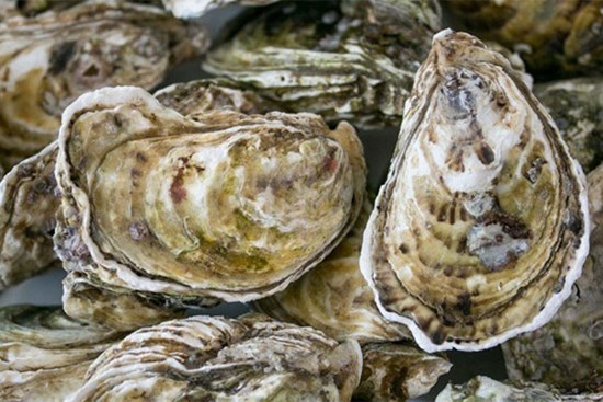 Chọn hàu cứ nhắm vào điểm trên vỏ, đảm bảo con nào con nấy đều tươi ngon, nhiều thịt