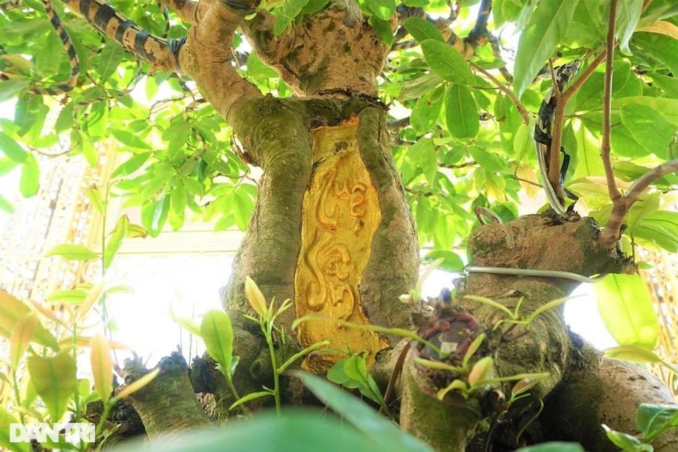 Chiêm ngưỡng lão mai dát 9 chỉ vàng lập kỷ lục của đại gia Đồng Tháp-1