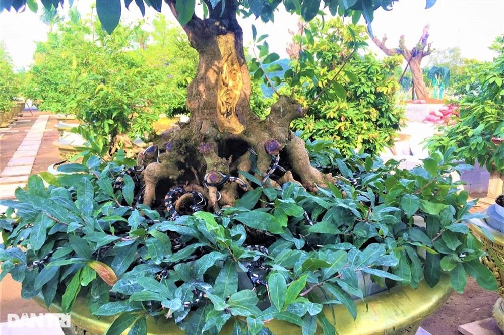 Chiêm ngưỡng lão mai dát 9 chỉ vàng lập kỷ lục của đại gia Đồng Tháp-3