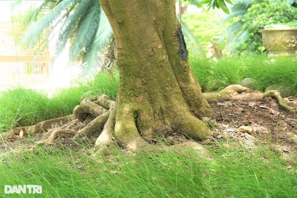 Chiêm ngưỡng lão mai dát 9 chỉ vàng lập kỷ lục của đại gia Đồng Tháp-4