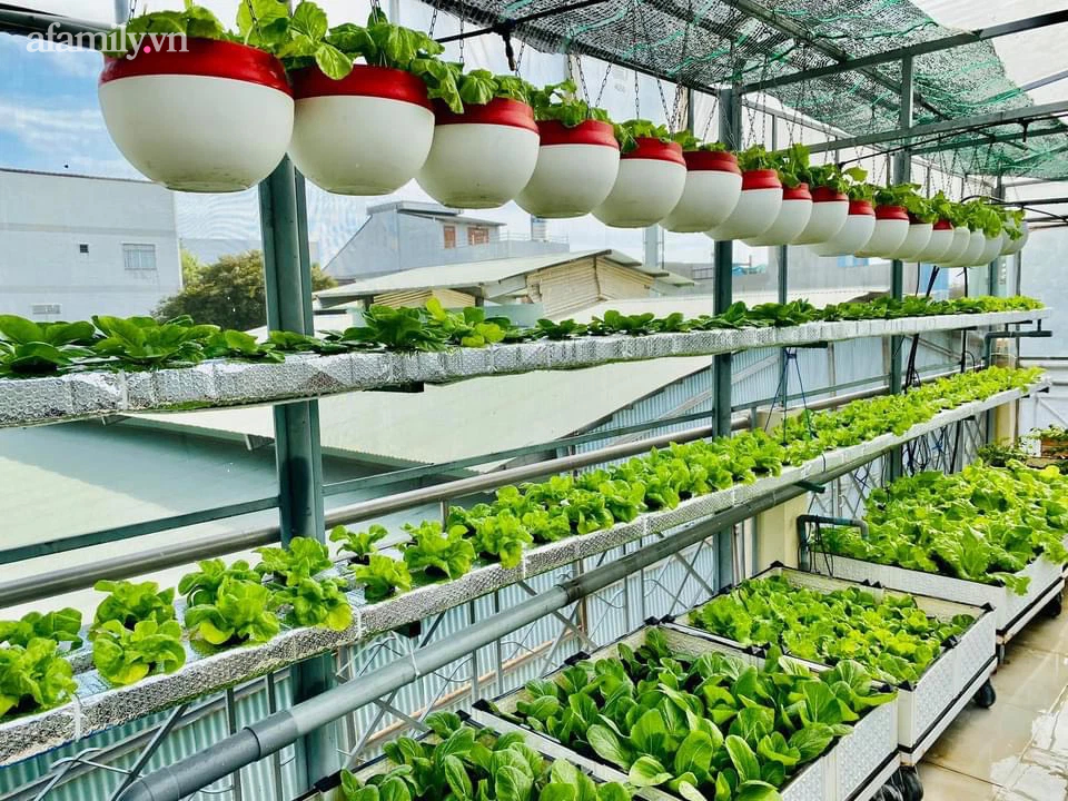 Ngắm nông trại nhỏ xanh mướt mắt trên sân thượng của nữ doanh nhân Đồng Nai khiến ai nấy đều thích mê-10