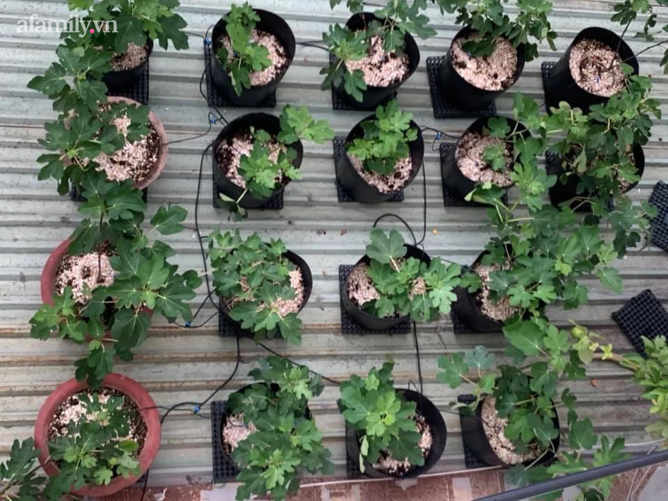 Ngắm nông trại nhỏ xanh mướt mắt trên sân thượng của nữ doanh nhân Đồng Nai khiến ai nấy đều thích mê-2