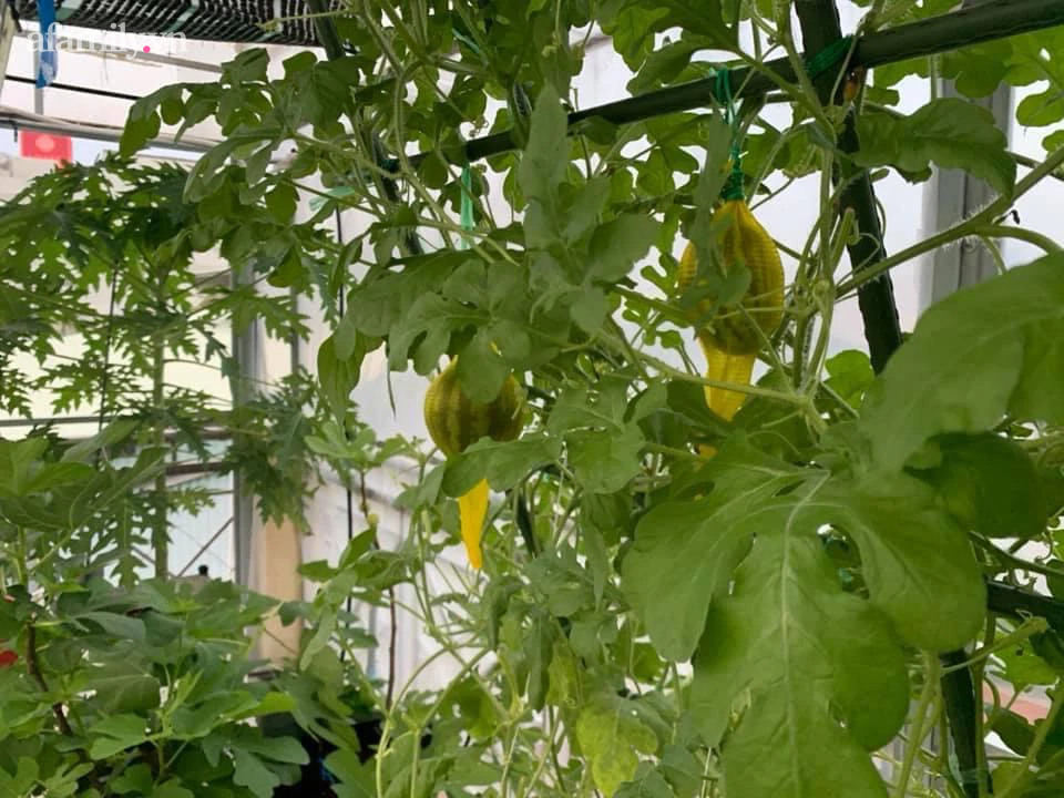 Ngắm nông trại nhỏ xanh mướt mắt trên sân thượng của nữ doanh nhân Đồng Nai khiến ai nấy đều thích mê-4