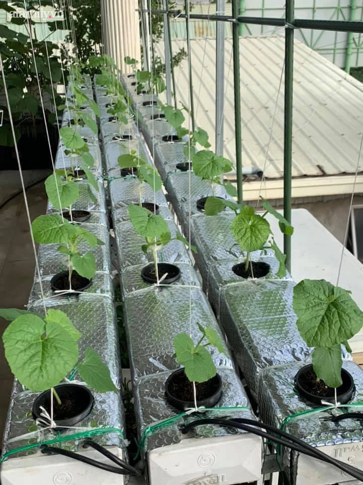 Ngắm nông trại nhỏ xanh mướt mắt trên sân thượng của nữ doanh nhân Đồng Nai khiến ai nấy đều thích mê-5