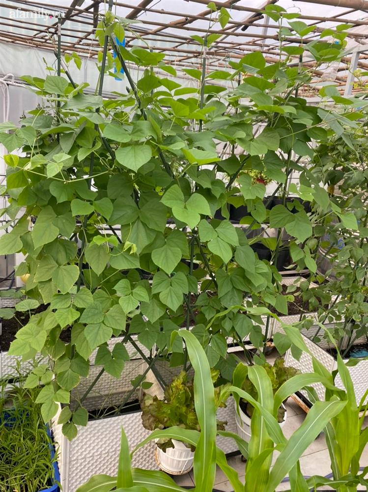 Ngắm nông trại nhỏ xanh mướt mắt trên sân thượng của nữ doanh nhân Đồng Nai khiến ai nấy đều thích mê-6