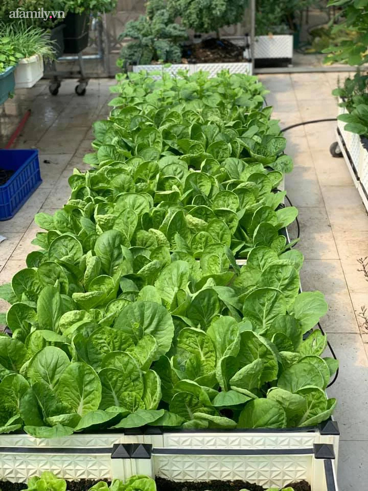 Ngắm nông trại nhỏ xanh mướt mắt trên sân thượng của nữ doanh nhân Đồng Nai khiến ai nấy đều thích mê-7