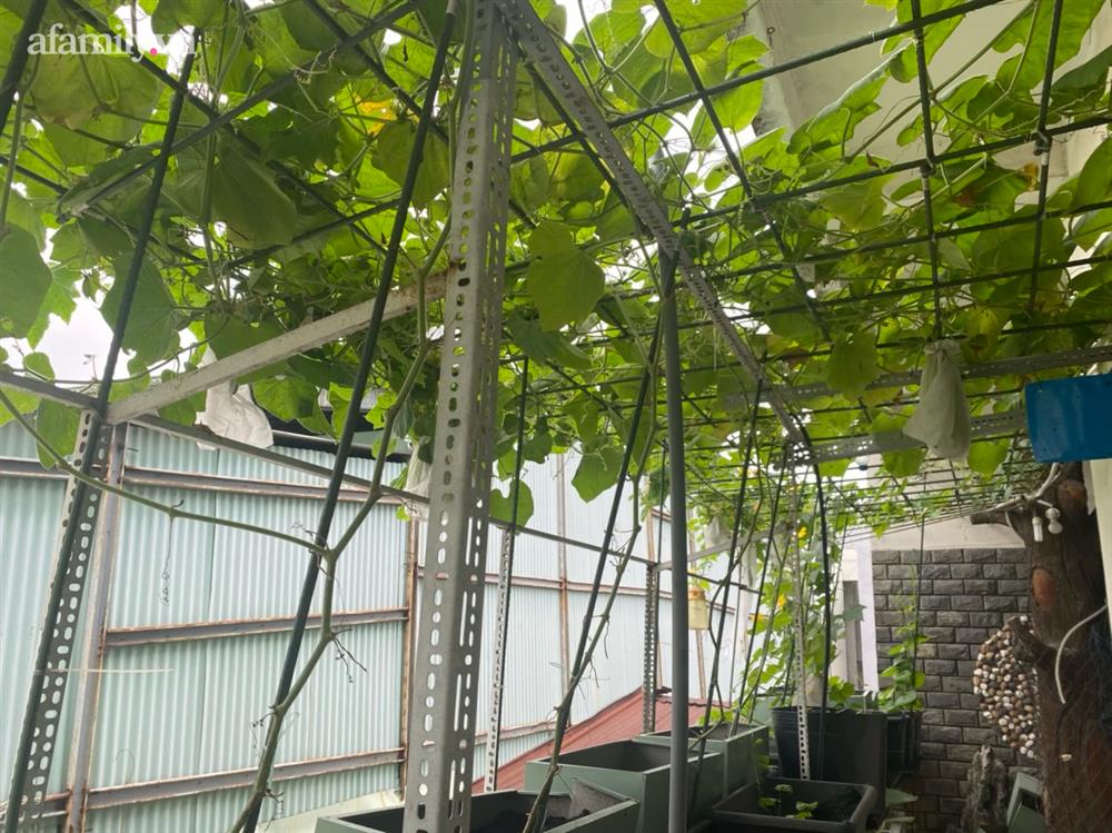 Ngắm nông trại nhỏ xanh mướt mắt trên sân thượng của nữ doanh nhân Đồng Nai khiến ai nấy đều thích mê-9