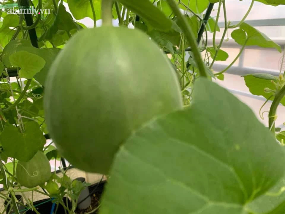 Ngắm nông trại nhỏ xanh mướt mắt trên sân thượng của nữ doanh nhân Đồng Nai khiến ai nấy đều thích mê-13