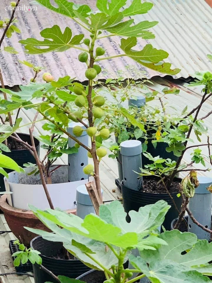 Ngắm nông trại nhỏ xanh mướt mắt trên sân thượng của nữ doanh nhân Đồng Nai khiến ai nấy đều thích mê-14