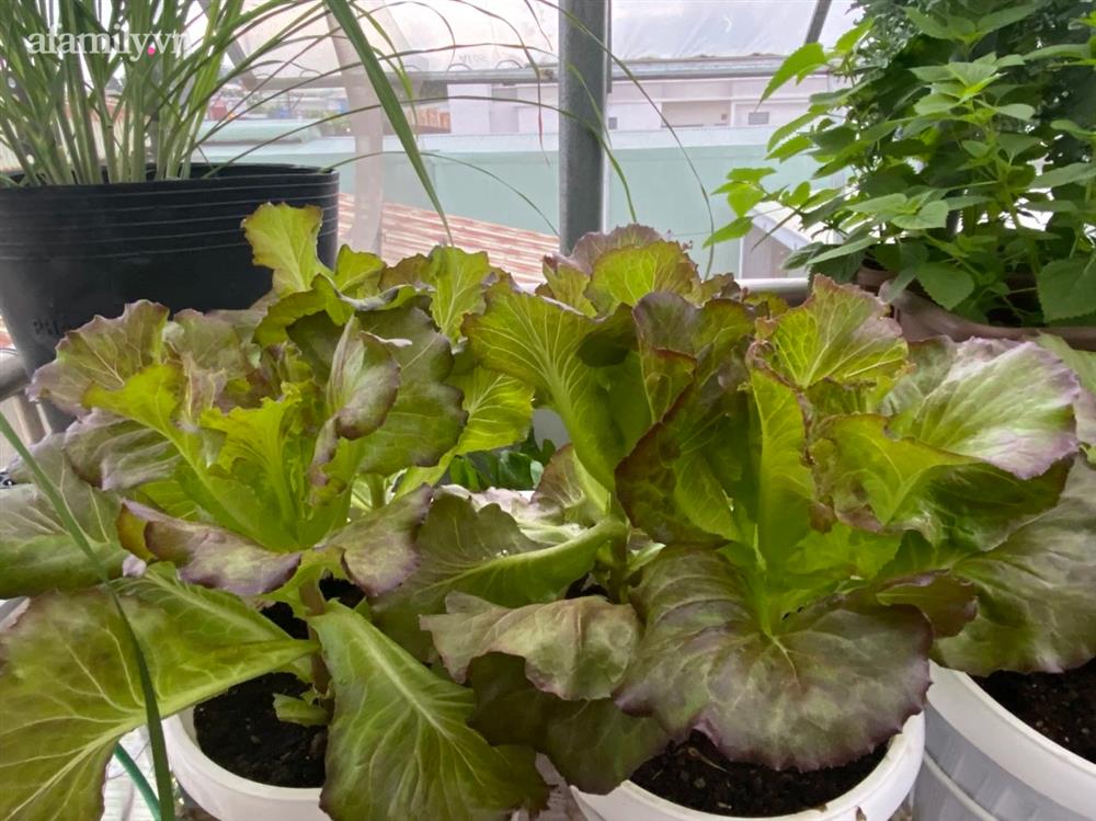 Ngắm nông trại nhỏ xanh mướt mắt trên sân thượng của nữ doanh nhân Đồng Nai khiến ai nấy đều thích mê-15