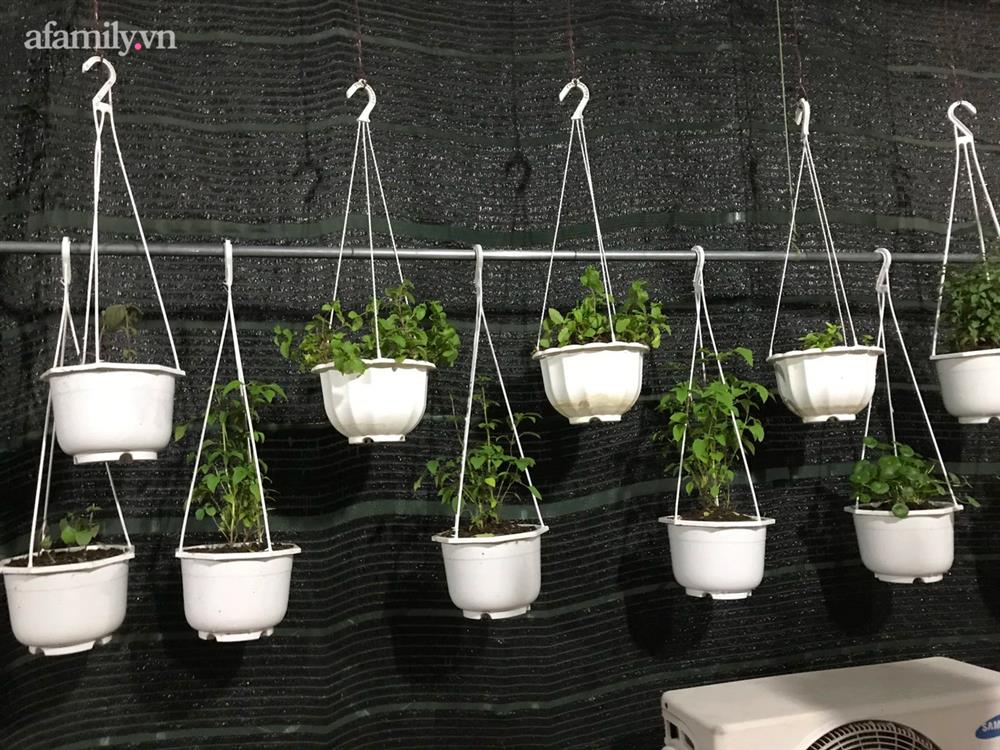 Ngắm nông trại nhỏ xanh mướt mắt trên sân thượng của nữ doanh nhân Đồng Nai khiến ai nấy đều thích mê-18