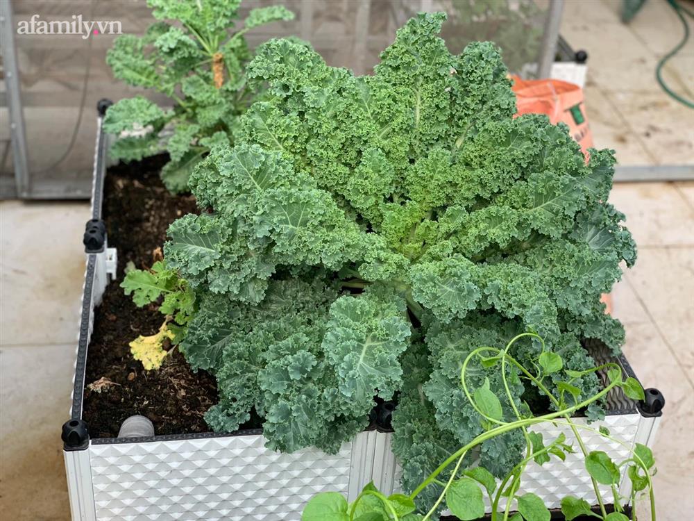 Ngắm nông trại nhỏ xanh mướt mắt trên sân thượng của nữ doanh nhân Đồng Nai khiến ai nấy đều thích mê-21