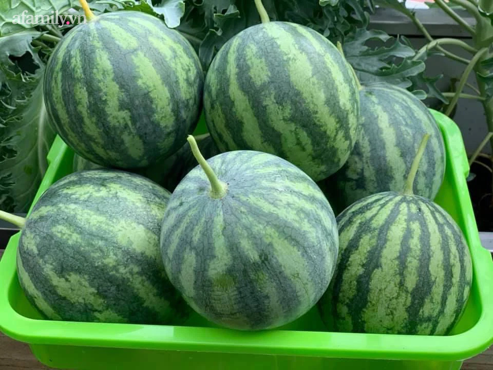 Ngắm nông trại nhỏ xanh mướt mắt trên sân thượng của nữ doanh nhân Đồng Nai khiến ai nấy đều thích mê-27