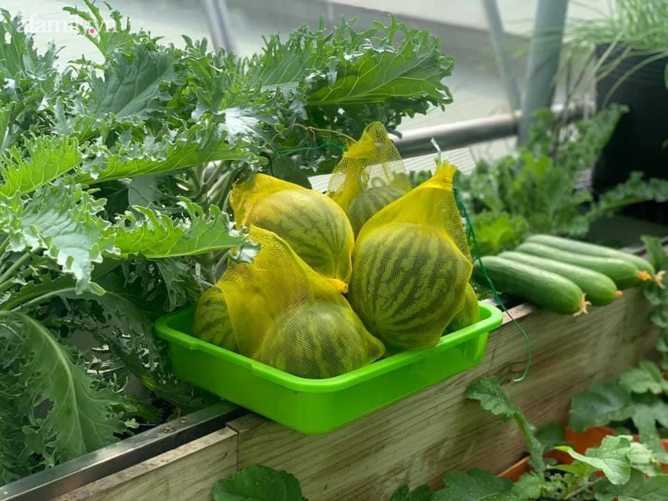 Ngắm nông trại nhỏ xanh mướt mắt trên sân thượng của nữ doanh nhân Đồng Nai khiến ai nấy đều thích mê-30