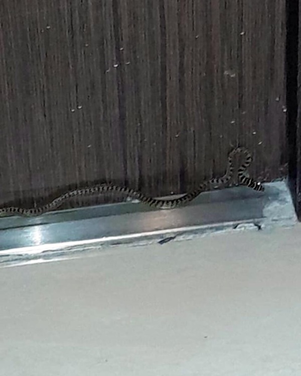 Rắn xuất hiện ở hai chung cư TP.HCM-1