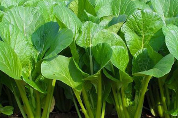 Bảy loại trái cây quen thuộc hay bị phun, tiêm, bơm thuốc để cho đẹp mã, nhanh chín-8