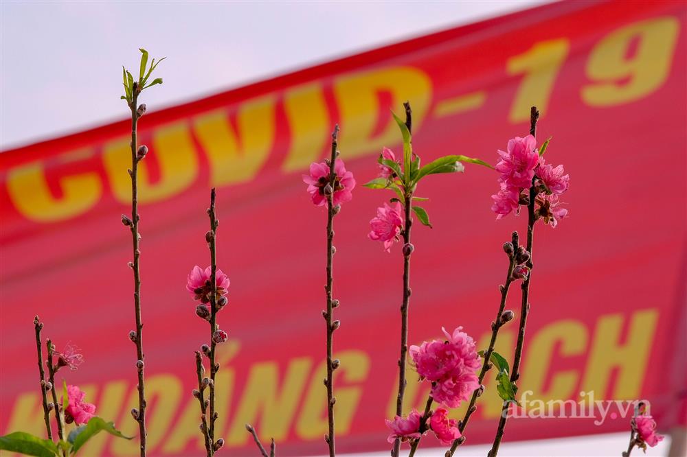 Hơn tháng nữa là Tết: Đào Nhật Tân vừa xuống phố đã bị khách mở hàng ép giá, tiểu thương thà ế chứ nhất quyết không bán rẻ-2