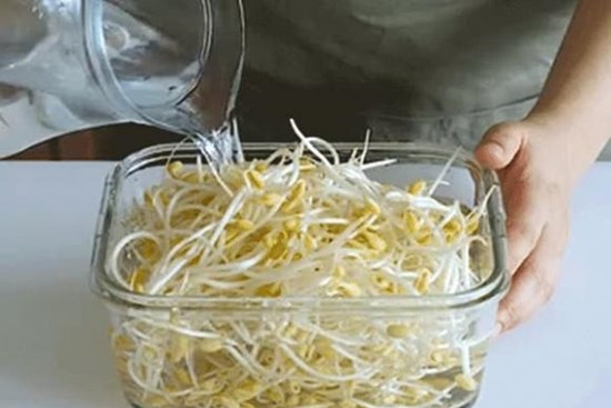 Cách giữ giá đỗ tươi, giòn, không bị thâm đen, để được lâu