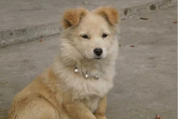 Nửa đêm bố giấu con trai đem vứt chó cưng, cảnh tượng hôm sau khiến ông bố ân hận bật khóc-4