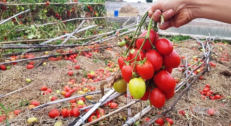 Bà nội trợ kêu trời với quả cà chua, đại gia đau đầu vì cọng hành-1