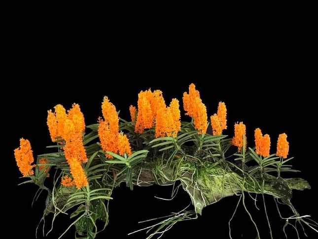 Hoa quý tộc uống nắng, ngậm sương chờ ngày khoe sắc xuân-1