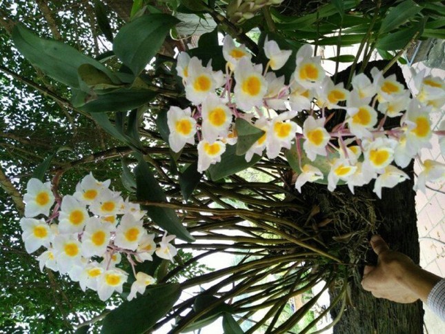 Hoa quý tộc uống nắng, ngậm sương chờ ngày khoe sắc xuân-2