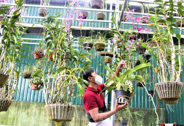 Hoa quý tộc uống nắng, ngậm sương chờ ngày khoe sắc xuân-3