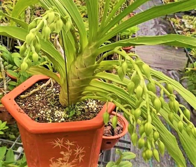 Hoa quý tộc uống nắng, ngậm sương chờ ngày khoe sắc xuân-4