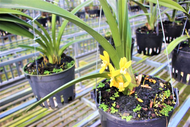 Hoa quý tộc uống nắng, ngậm sương chờ ngày khoe sắc xuân-6